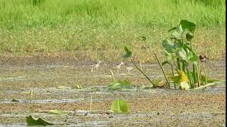 Bronze Winged Jacana - Babies