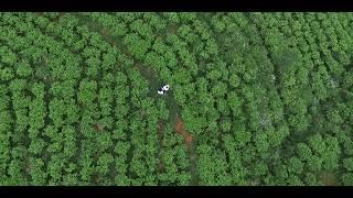 Kebun Teh Kemuning Karanganyar Jawa Tengah  Prewedding Drone