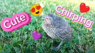 Adorable Baby Bird Chirping
