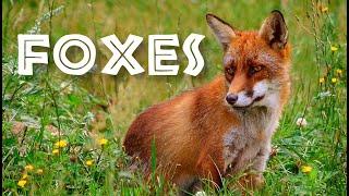 All About Foxes for Kids Animal Videos for Children - FreeSchool