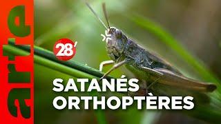 Intéressant  Comment lutter contre les sauterelles ? - 28 minutes - ARTE