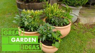 How to Grow CHILLI plants  GARDEN  Great Home Ideas