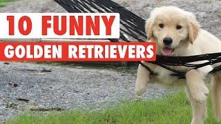 10 Funny Golden Retriever Videos  Awesome Golden Retriever Compilation