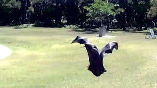 Hard releasing a flying-fox rescued from an atrium  this is Radio