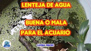 Lenteja de agua Lemna Minor