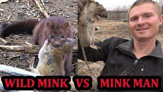 Did a Wild Mink Beat The Mink Man???