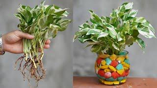 Tips To Have A Beautiful Albino Betel Nut Pot For The Desk