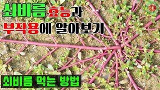 쇠비름 효능과 부작용에 알아보기..쇠비름 먹는 방법  SHARE 건강정보