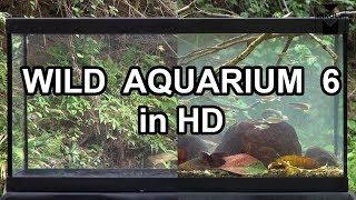 Wild Aquarium 6 HD MIKOLJI