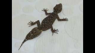 Southern Leaf-tailed Gecko.