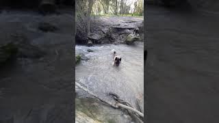 تعليم الكلب على دخول إلى النهر، اكيتا أمريكي وراعي هولندي ... How to teach a dog inter to the river?