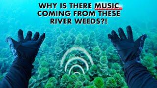 I Heard MUSIC Coming From These River Weeds Underwater Then Found Its Source