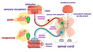 The Peripheral Nervous System Nerves and Sensory Organs