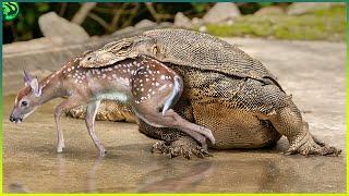 15 Most Brutal Monitor Lizard Attacks Ever Recorded