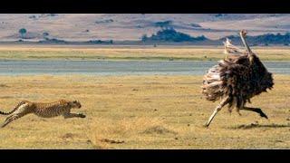 Three Cheetahs Vs Ostrich #shorts #africa #cheetah