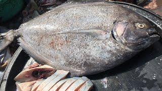 Live fish cutting Black pomfret  Big Black Pomfret Fish cutting skill  हलवा मासा fish market