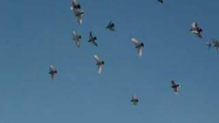 Tumbler Pigeons flying in the air