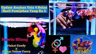 Update Anakan Kawin Silang Plakat Candy x Plakat Yellow Fancy