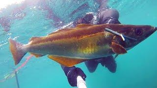 UK Spearfishing Shore Diving for Big Pollock and Mullet Catch and Cook