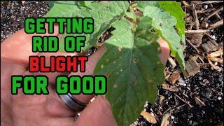 How to prevent and control blight in tomatoes and treatment I have had it with blight