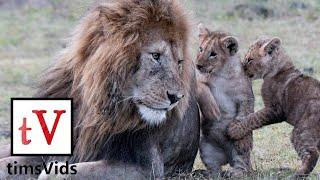 Lion Cubs Cute & Funny Compilation Original Footage
