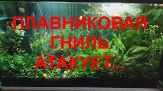 Плавниковая гниль атакует...