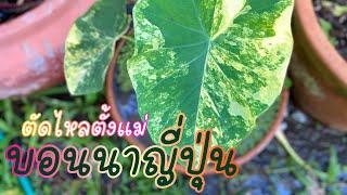 ตัดไหลบอนนาญี่ปุ่นไหลเยอะมาก Colocasia esculenta yellow splash #วิธีปลูกต้นบอนนา #ดินปลูกบอนนา