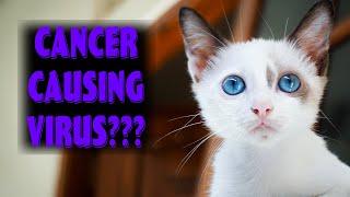 FeLV what every cat owner needs to know about Feline Leukemia Virus