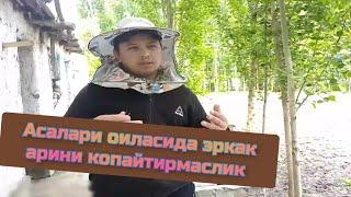 Асалари оиласида эркак арини копайтирмаслик шу оркали асал олишини копайтириш #асал #асаларичилик