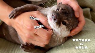 Otter Makes Cute Sounds While Holding My Arm