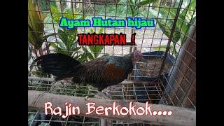 Ayam hutan hijau Tangkapan sedang BERKOKOK di pagi hari  Ayam hutan gacor