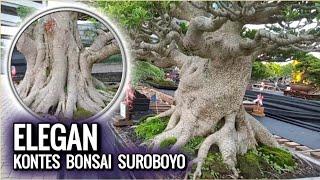 Bonsai Beringin Elegan Dan Ratusan Bonsai Lainnya - Pameran Bonsai Surabaya 2021