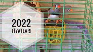 2022 HİNT BÜLBÜLÜ ZEBRA İSPİNOZU FİYATLARI