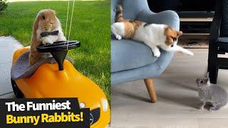 The Funniest And Cutest Bunny Rabbit Compilation  Funny Bunnies 2021