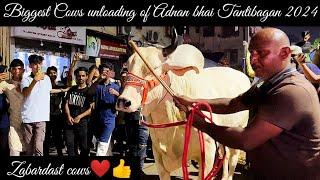 Biggest cows unloading video of Adnan bhai Tantibagan 2024 with shamiyana ki sajawat #cowunloading