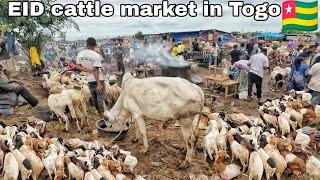 Biggest cattle market for Eid Celebration in Togo west Africa. Cost of livestock in West Africa