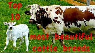 Top10 Most beautiful cattle breeds - Jersey Dutch Belted Galloway Higland Heck Belgian Blue cow