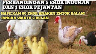 1 ekor pejantan dan 5 ekor indukan hasilkan 60 ekor anakan entok dalam jangka waktu 2 bulan