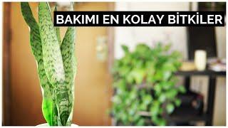 BAKIMI EN KOLAY BİTKİLER  Az Işık Bitkileri Çoğaltma Yöntemleri