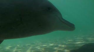 Samu the Baby Dolphin  Dolphins of Shark Bay  BBC Earth