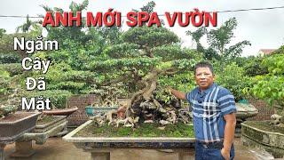 CHIÊM NGƯỠNG ĐÃ MẮT giàn cây quý của anh SƠN vừa mới SPA và KÊ ĐẶT LẠI  Ý Yên -  0982353334 .