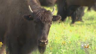 Discover DFW Fort Worth Nature Center