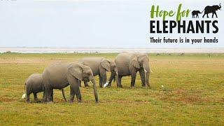 Hope for Elephants - make a difference to elephants today