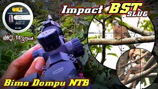 FULL IMPACT‼️BST SLUGS MK2 14 grain Berburu Tekukur Alam Liar  Dompu 09 Maret 2024.