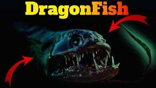  20 Facts about Black Dragonfish