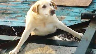Dog FALLS Into WATER  ANIMAL FAILS
