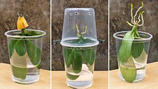 Never throw away dead orchids after watching this Growing Rootless Orchid In Water