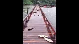 Unbelievable Satisfying catfish Village FisherMan catch up fishing videos a lots of fishing videos