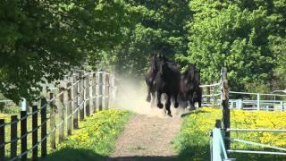 Friesen galoppieren zum Stall - Frisians gallop to the stable