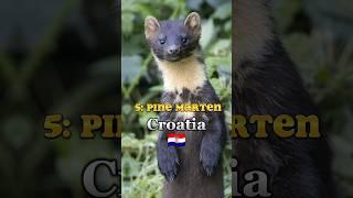 Top 10 National animals in different countries part2 #shorts #youtubeshorts #shortvideo #trending